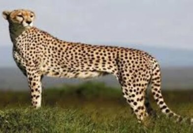 बोत्सवाना से 28 फरवरी को मध्य प्रदेश जाएंगे आठ चीते, वर्ष 2032 तक आत्मनिर्भर चीता आबादी स्थापित करना सरकार का लक्ष्य