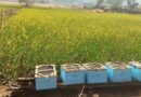 स्व सहायता समूह मधुमक्खी पालन से कर रहे अच्छी आमदनी