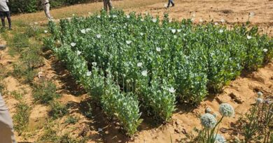 ड्रोन सर्वे में खुली अफीम खेती की पोल, दो आरोपी गिरफ्तार, फसल जब्त