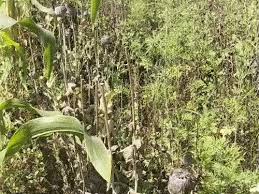 बलरामपुर में कुसमी के बाद कोरंधा में अफीम की खेती