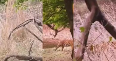 रणथंभौर में बाघिन रिद्धि vs माही, सगी बेटी को करना पड़ा मां के आगे सरेंडर! पढ़ें संघर्ष की इनसाइड स्टोरी