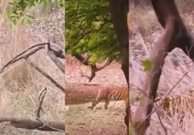 रणथंभौर में बाघिन रिद्धि vs माही, सगी बेटी को करना पड़ा मां के आगे सरेंडर! पढ़ें संघर्ष की इनसाइड स्टोरी