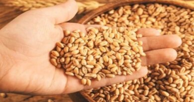 मध्य प्रदेश में 7 अप्रैल से गेहूं उपार्जन के लिए होगी स्लॉट बुकिंग, पहले छोटे किसानों से होगी खरीदी