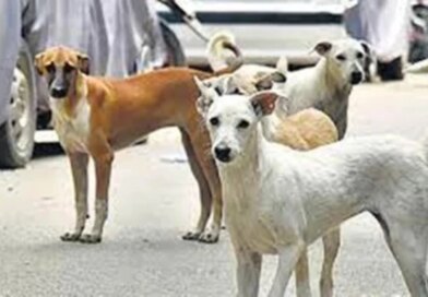 भोपाल के पॉश इलाके श्यामला हिल्स में 20 आवारा कुत्तों को दिया जहर, 15 की मौत; पुलिस ने शुरू की जांच