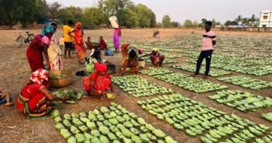 हरा सोना संग्राहकों की बढ़ेगी आय, 920 करोड़ का होगा संभावित भुगतान