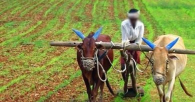 दलहन उत्पादन बढ़ाने के लिए बनाए जाएंगे क्लस्टर, किसानों की आय में वृद्धि होने की उम्मीद