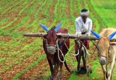 दलहन उत्पादन बढ़ाने के लिए बनाए जाएंगे क्लस्टर, किसानों की आय में वृद्धि होने की उम्मीद
