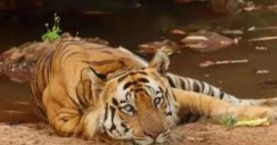 बांधवगढ़ में बाघ की मौत पर बढ़ा सस्पेंस, डिहाइड्रेशन और ट्रैंक्यूलाइज दवा का ओवरडोज बना शक की बड़ी वजह