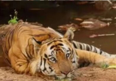 बांधवगढ़ में बाघ की मौत पर बढ़ा सस्पेंस, डिहाइड्रेशन और ट्रैंक्यूलाइज दवा का ओवरडोज बना शक की बड़ी वजह
