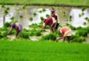 खेती पर अल नीनो का होगा असर? किसानों को मौसम की मार से बचाने के लिए केंद्र सरकार है तैयार